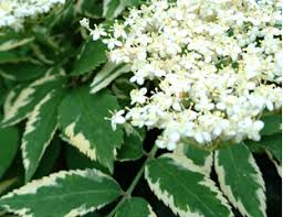 БУЗИНА БЕЛООКАЙМЛЕННАЯ (ВЫНОСЛИВА, ЯГОДЫ ЛЕЧЕБНЫЕ ...