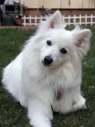 Black American Eskimo Dog For Sale Chloe 10mo Old American Eskimo Mini American Eskimo Puppy American Eskimo Dog American Eskimo