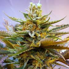 Overwhelmingly positive, g13 haze is a breath of fresh air that will wake up your senses while it they say g13 haze was originally develop for medical purposes, though it does only offer a low level of. G13 Haze Sorteninformationen Cannaconnection Com