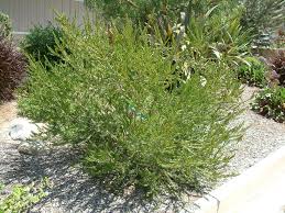 Image result for Melaleuca