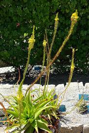 Image result for Bulbine asphodeloides