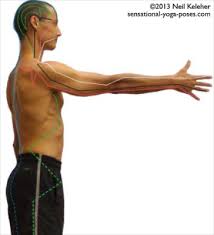 The lung and large intestine meridians are found in the upper chest and arms. Meridian Stretches 2
