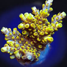 Image result for Acrotome hispida