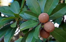 Image result for Sapotaceae