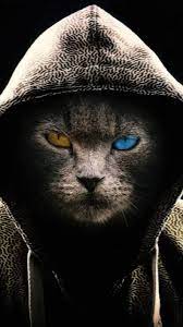 Cool Cat Bad Cats Cat Wallpaper Iphone Wallpaper Cat
