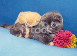 Two cute little kittens with christmas decoration. Two Cute Little Kittens Stock Photos Freeimages Com