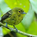 Image result for Ozoroa viridis