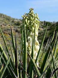 Image result for Yucca
