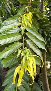 Image result for Cananga