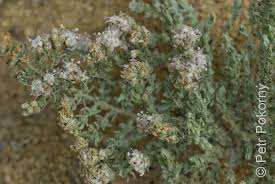 Image result for Cressa cretica