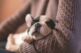 Maybe you would like to learn more about one of these? 6 Common Puppy Actions And What They Mean Petmd