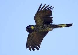 Birds On The Bat Forum Yellow Tail Black Cockatoo In Flight Cockatoo Australian Birds Bird Feathers