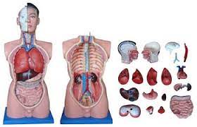 We have budget torso models from anatomical chart company, ideal for students or teaching basic human anatomy. Human Torso Model Life Size Torso Model 3b Scientific