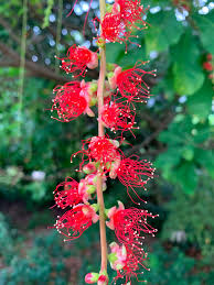 Image result for Barringtonia