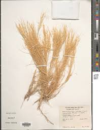 Image result for Styppeiochloa