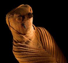 Animal mummies - I'M REVOLTING
