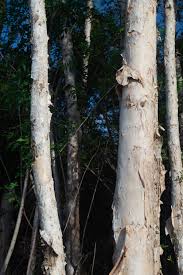 Image result for Melaleuca