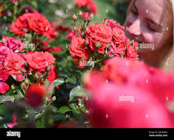 Floribunda roses hi-res stock photography and images