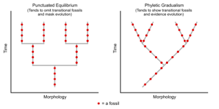 Punctuated Equilibrium Wikipedia