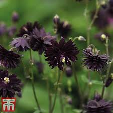 Domovem trvalky jsou mírnější severní klimatické pásma evropy a severní ameriky. Aquilegia Vulgaris Var Stellata Black Barlow Thompson Morgan