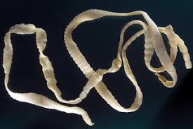 In tapeworm world, dipylidium caninum is the most common specie s. Worms In Humans Nhs