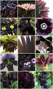 Pin On Hecate S Garden
