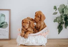 We are excited to announce the these vizsla puppies have had their tails docked and dew claws removed. 15 Places To Find Vizsla Puppies For Sale Best To Worst