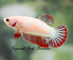 Lovely White W Red And Green Accents Halfmoon Hm Imported Female Betta Fish Betta Fish Betta Live Aquarium Fish
