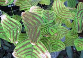 This old house landscape contractor roger cook shows how a garden can be made to attract butterflies. 8 Exotic Houseplants You Ve Never Heard Of Bob Vila