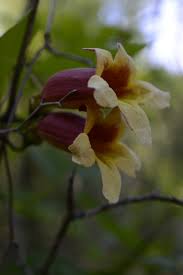 Image result for Bignonia capreolata