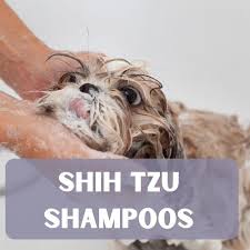 With the same type of hair that humans have, it's less likely a shih tzu coat will cause a severe allergic reaction for someone with a pet sensitivity. The Best Shampoos For Shih Tzus Spiritdog Training