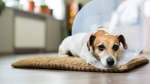 Check spelling or type a new query. 5 Best E Collars For Dogs Helping With Healing 2021 Reviews