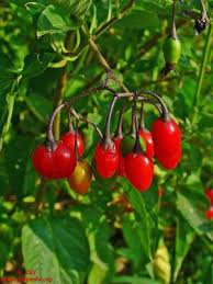 Image result for Grewia microthyrsa