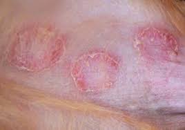 Maybe you would like to learn more about one of these? Canine And Feline Skin Diseases Illness Tokyo University Of Agriculture And Technology Laboratory Of Veterinary Internal Medicine