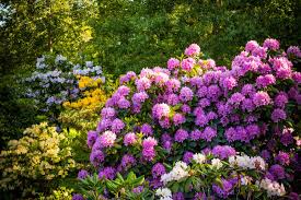 Image result for Rhododendron
