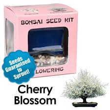 Be sure to pick up daily quests for bonus contributions while farming cherry blossom seeds. How To Germinate Cherry Blossom Bonsai Seeds