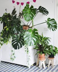 My Monster A Isn T She Lovely Monsteradeliciosa Bathroom Plants Plants Hanging Plants Diy