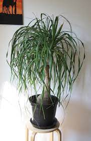 They can go for many years before needing to be scared i googled it and nothing came up for that. Ponytail Palm Care House Plant Hobbyist