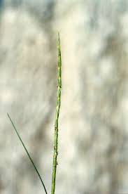 Image result for Hemarthria