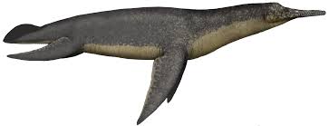 Image result for Dolichos subcapitatus