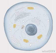 Transport of oxygen and take carbon dioxide. What Are Some Differences Between Plant And Animal Cells