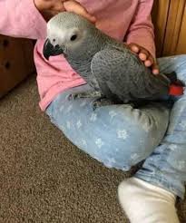 6 months old male and female. African Grey Parrot That Talks For Sale In Sacramento California Classified Americanlisted Com