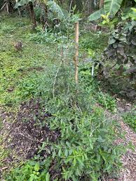 Image result for Lippia oatesii