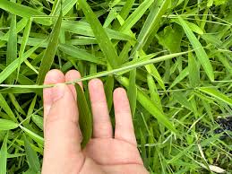 Image result for Panicum trichocladum
