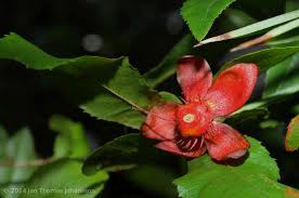 Image result for Ochna atropurpurea