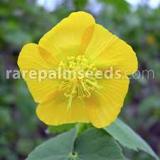 Image result for Pavonia burchellii