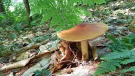 Fungi Foray