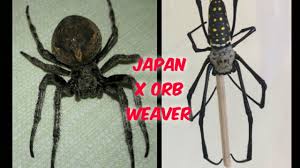 Tom holland, michael keaton, robert downey jr., marisa tomei genre: Japan And Australian Golden Orb Weaver Spider Go All Out Youtube