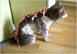 pin na doske veterinarka