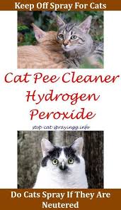 Here S How To Train A Cat To Do 5 Life Changing Things With Images Cat Spray Cat Pee